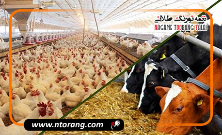 حمایت ۷۰ هزار میلیارد تومانی از دامداران و مرغداران برای مقابله با افزایش قیمت نهاده‌ها